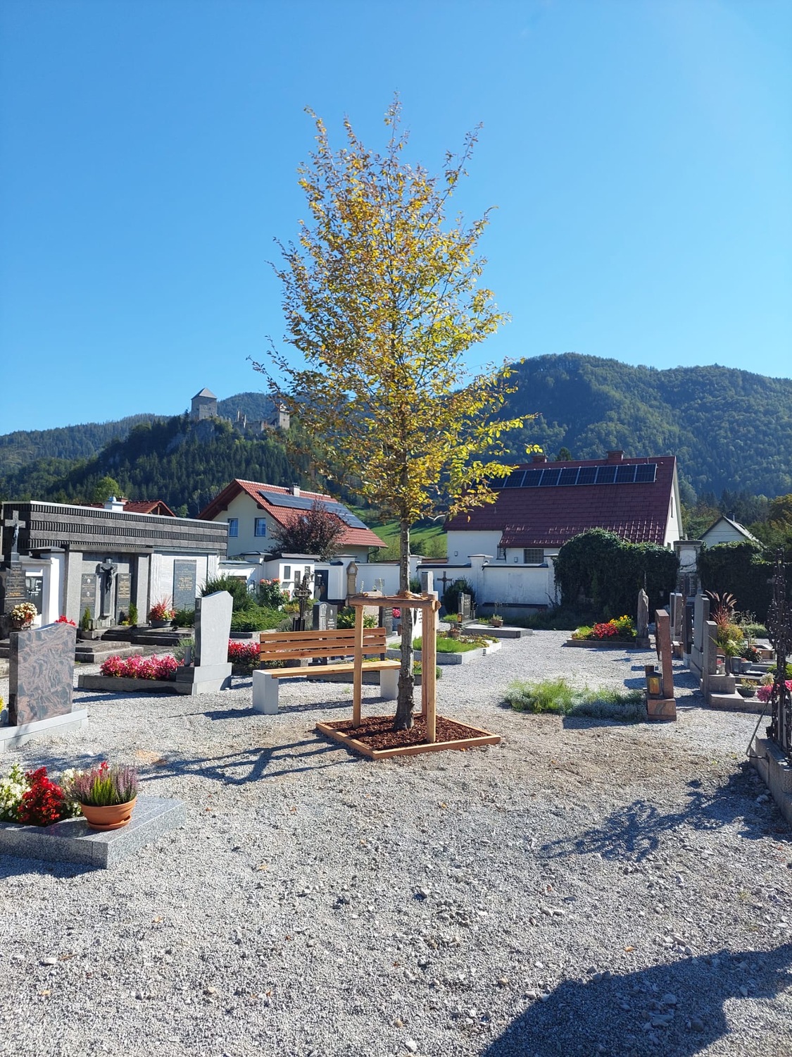 Neue Bäume auf dem Friedhof St. Gallen